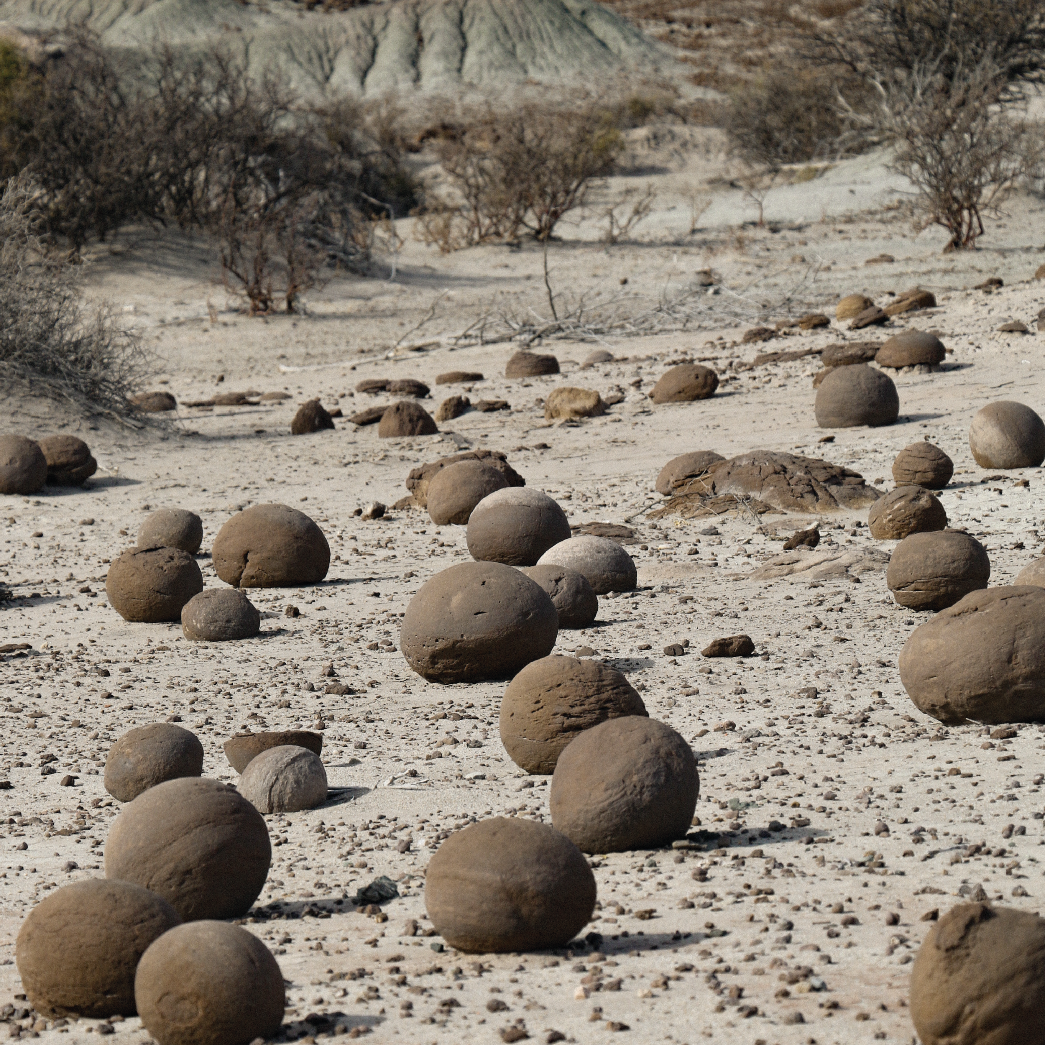 ISCHIGUALASTO