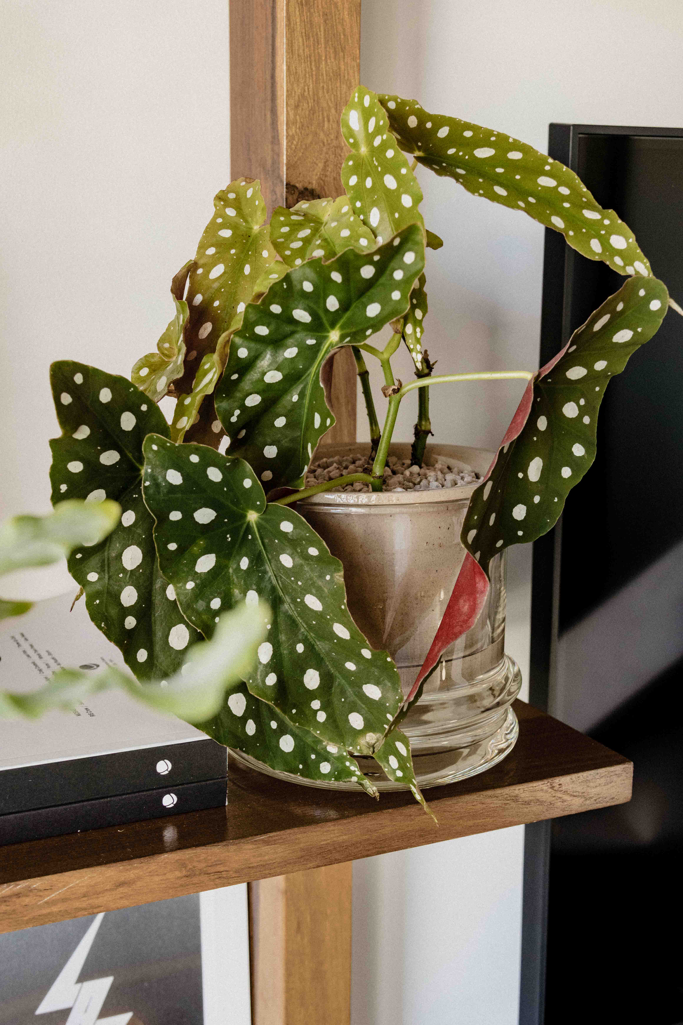 Maceta Ischigualasto (gres)