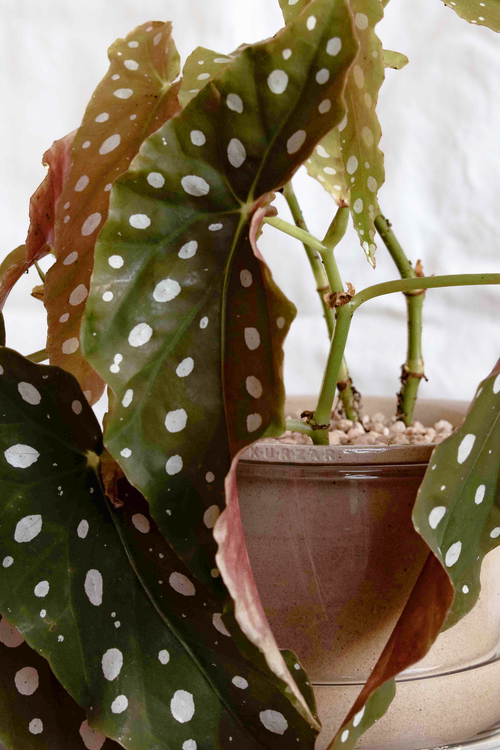 Maceta Ischigualasto (gres)