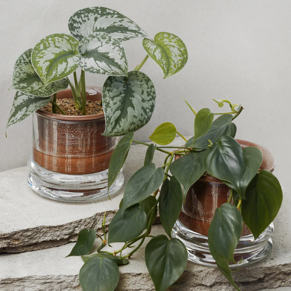 Macetas y Jardín Urbano