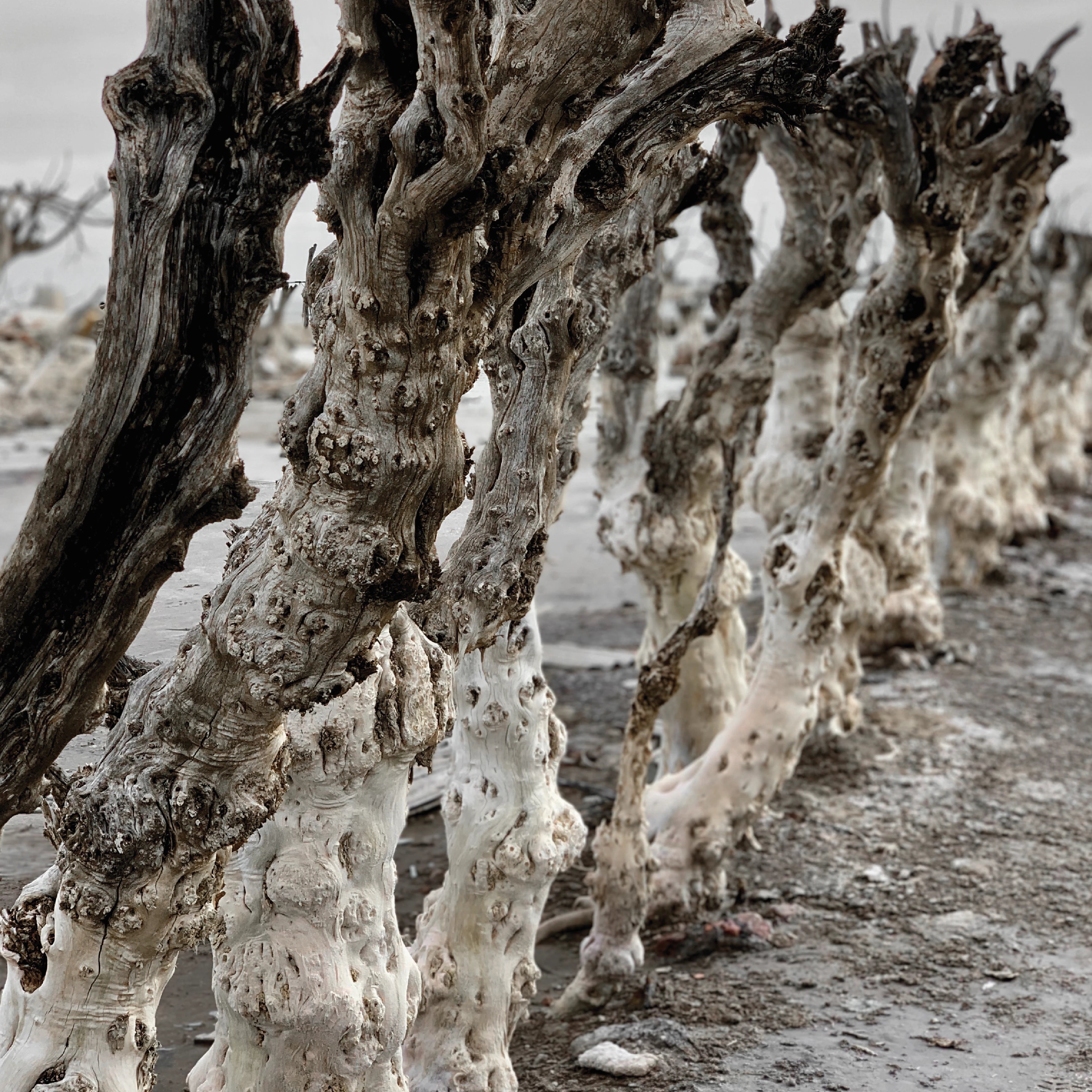 Epecuén